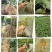 猕猴桃苗实生苗0.8~1cm35~40cm