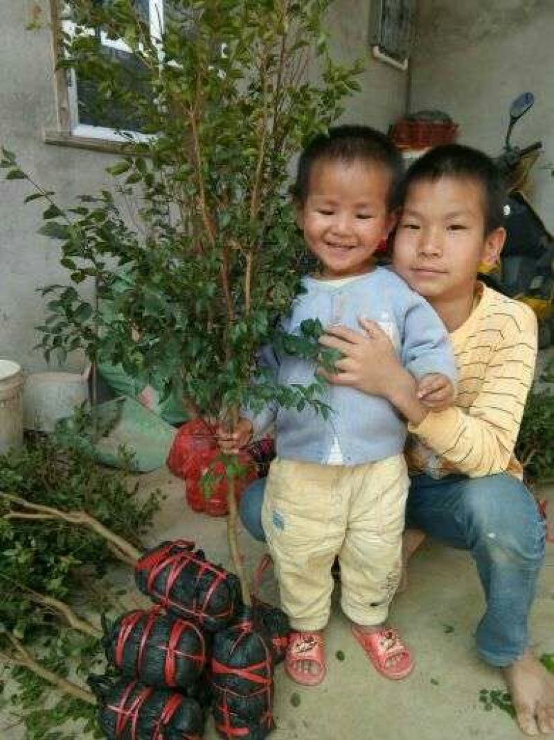 嘉宝果树苗2年