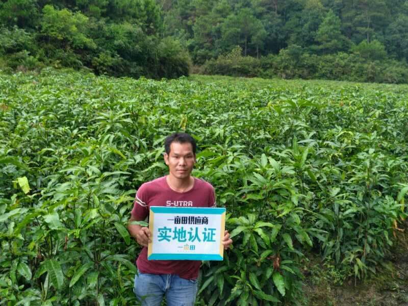 红香蕉苗，正宗红香蕉