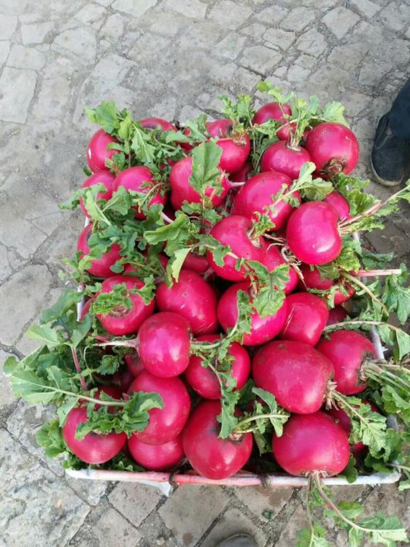 红皮萝卜萝卜，红皮1~1.5斤起欢迎全国客商咨询考察