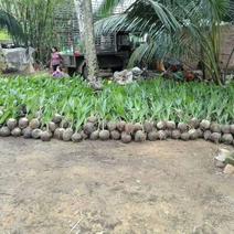椰子树苗