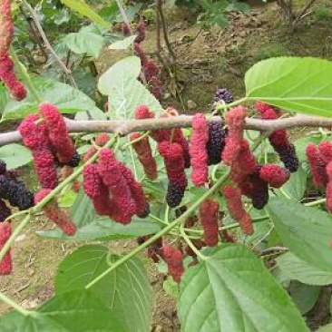 果桑苗50~60cm