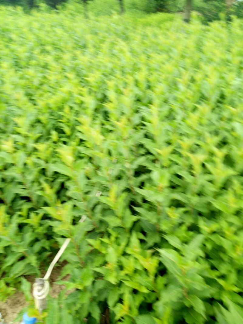 红王子锦带花30~50cm