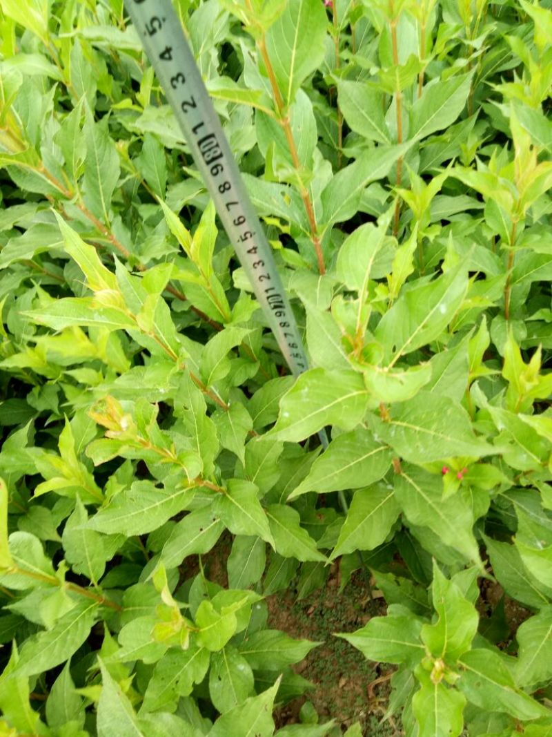 红王子锦带花30~50cm