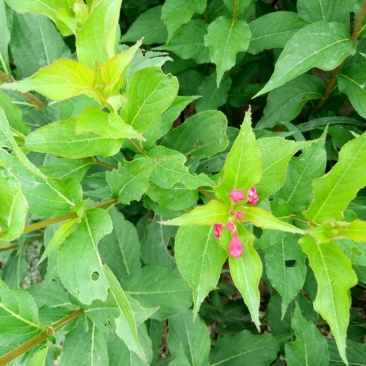 红王子锦带花30~50cm