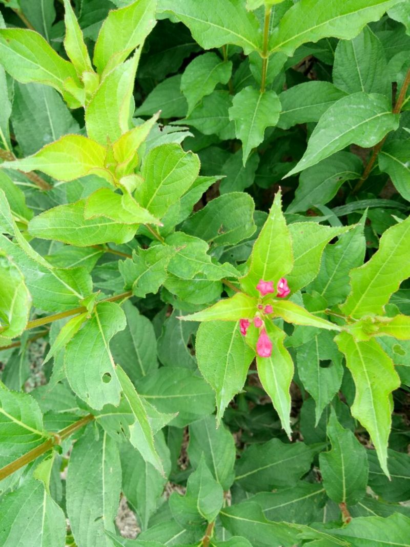 红王子锦带花30~50cm