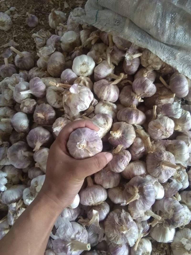 紫皮蒜混级统货干蒜