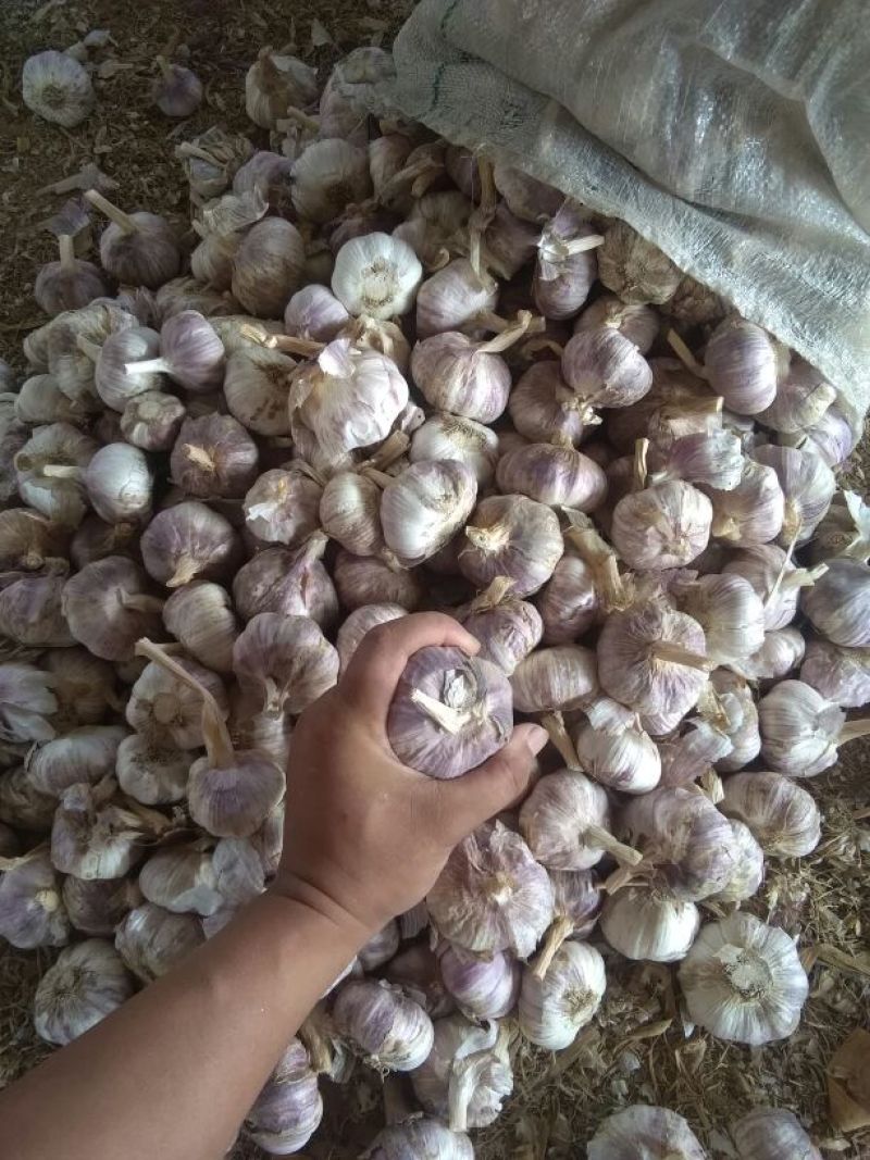 紫皮蒜混级统货干蒜