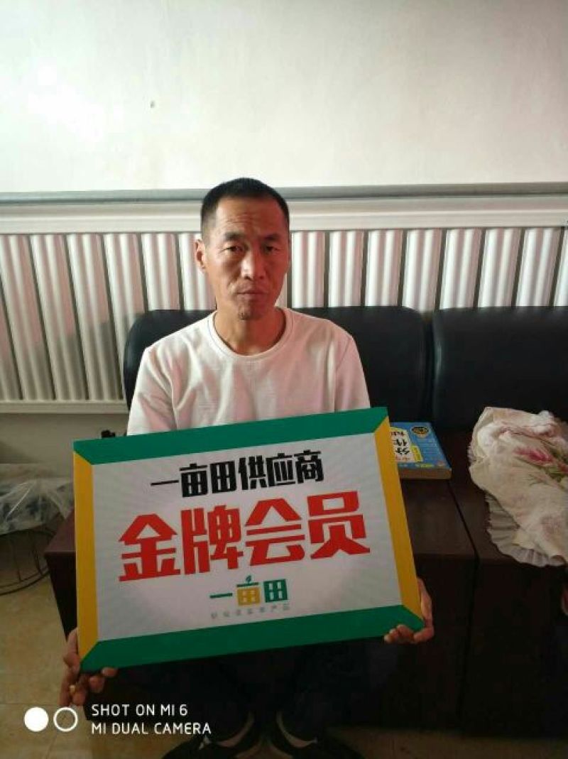 【精品】河北芹产地直发，可视频看货，品质保证，欢迎来电
