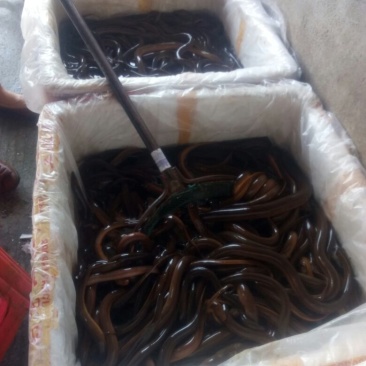 黄鳝食用活鱼