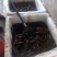 黄鳝食用活鱼