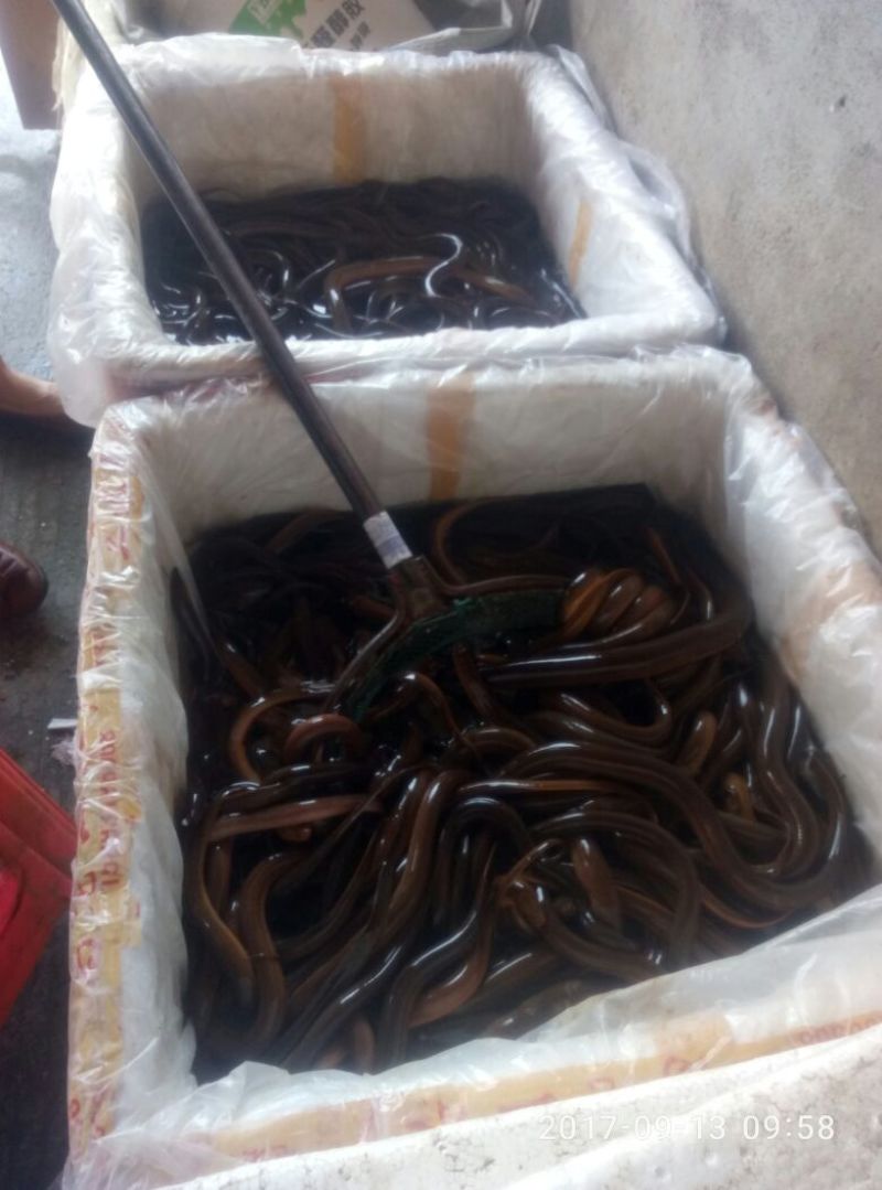 黄鳝食用活鱼
