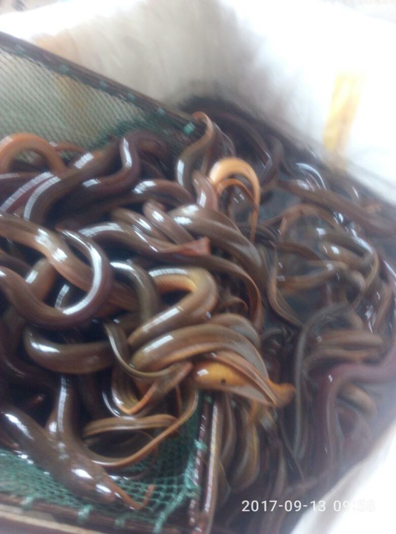 黄鳝食用活鱼