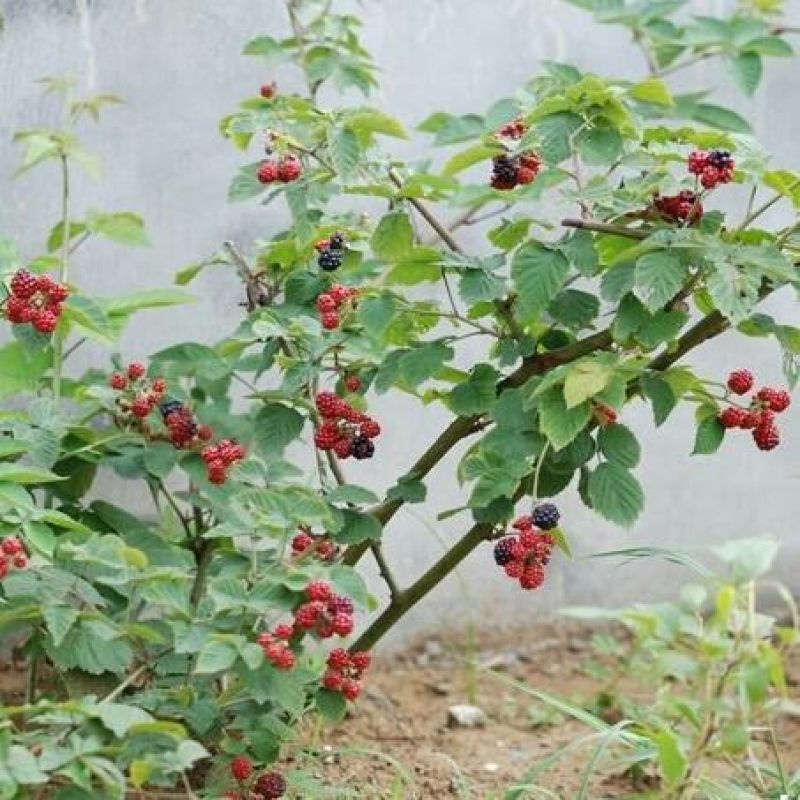 树莓苗50~80cm