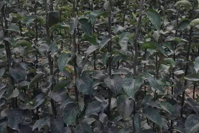 河北晚秋黄梨树苗规格齐全品种保证量大价优欢迎来电