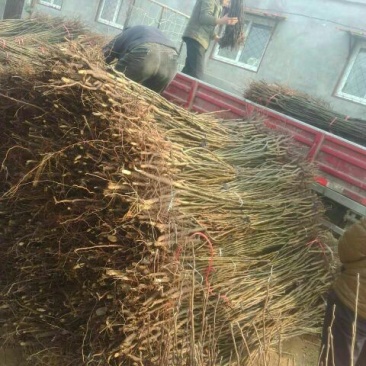 河北晚秋黄梨树苗规格齐全品种保证量大价优欢迎来电