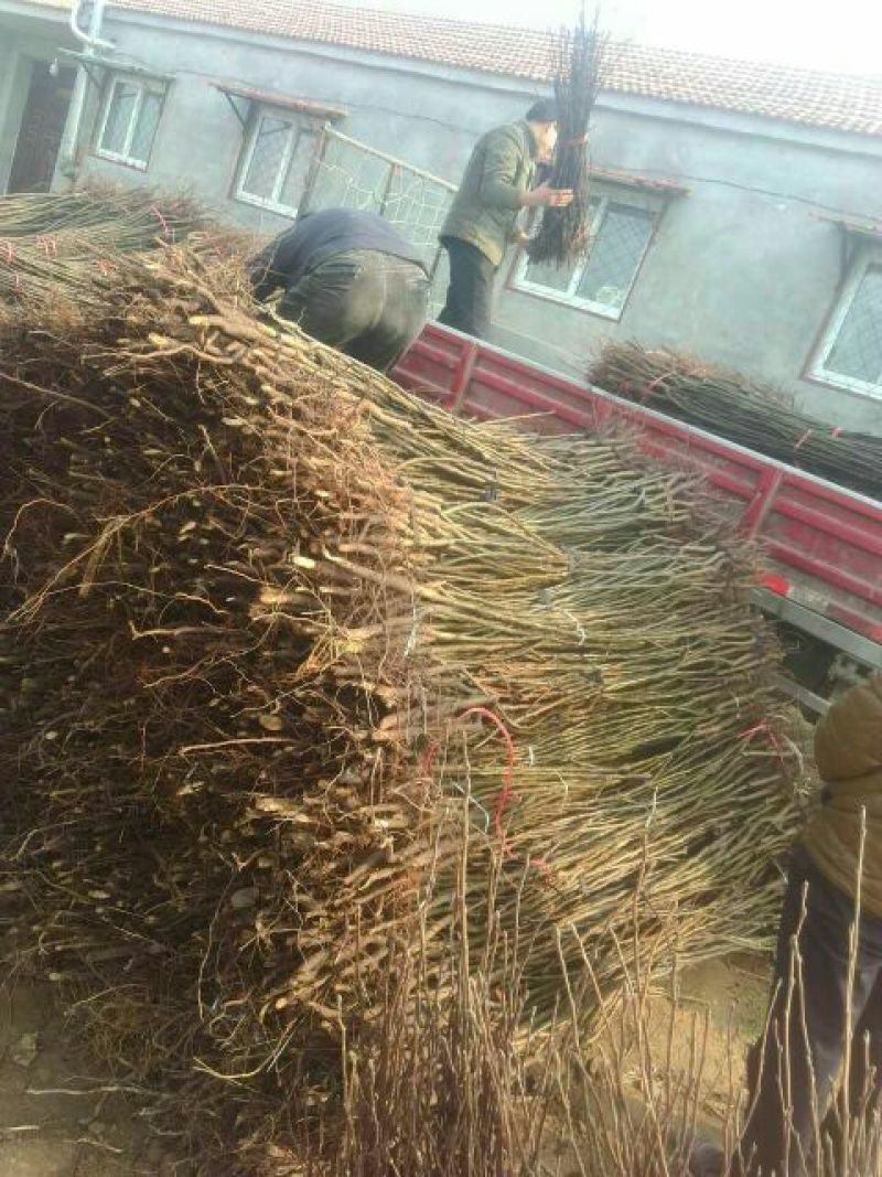 河北晚秋黄梨树苗规格齐全品种保证量大价优欢迎来电