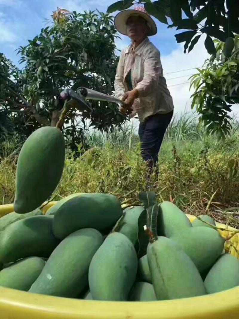 大青芒玉芒高乐蜜大量全国发货只批发