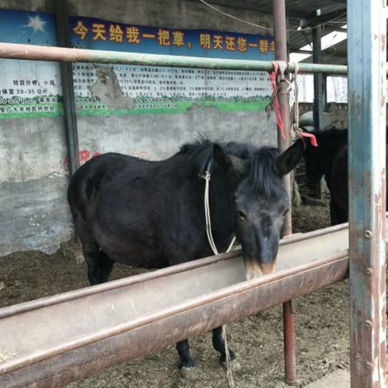 马骡驴骡拖石头拖木材