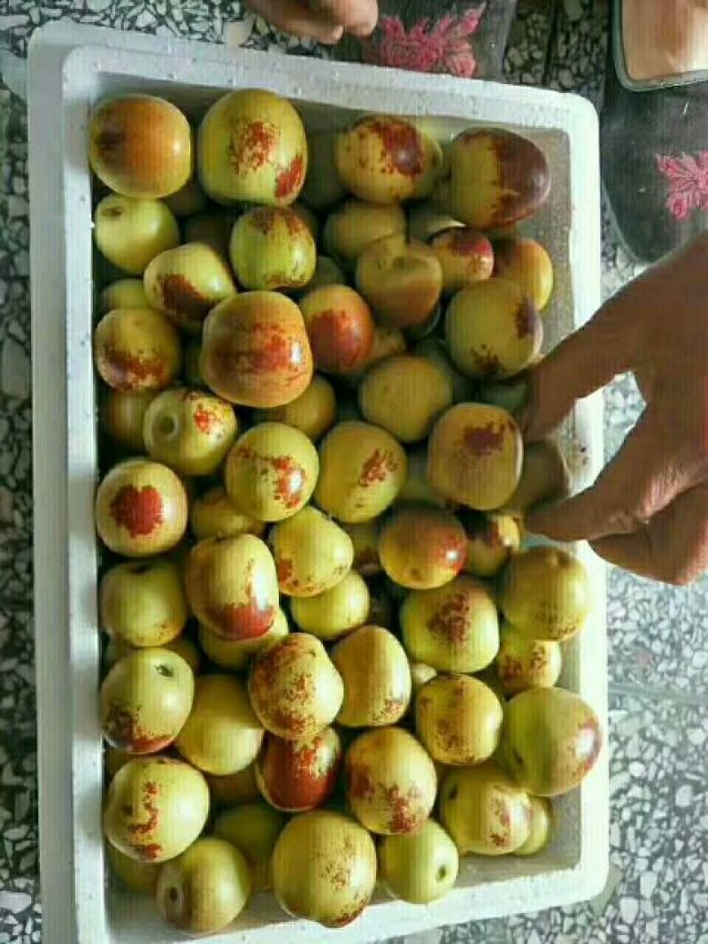 大荔冬枣拐一