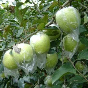 金帅苹果80mm以上膜袋