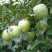 金帅苹果80mm以上膜袋