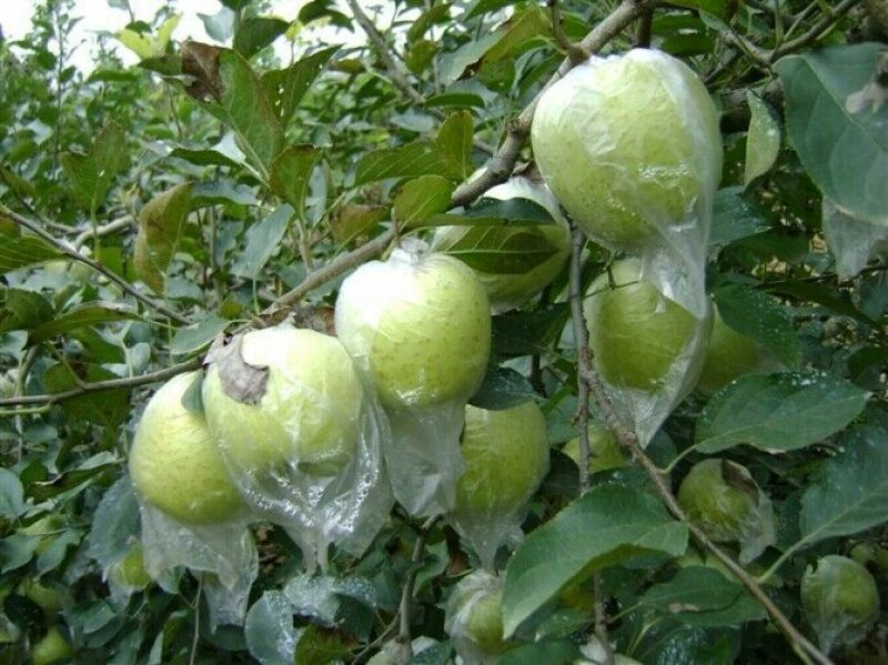 金帅苹果80mm以上膜袋