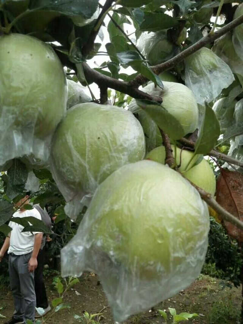 金帅苹果80mm以上膜袋