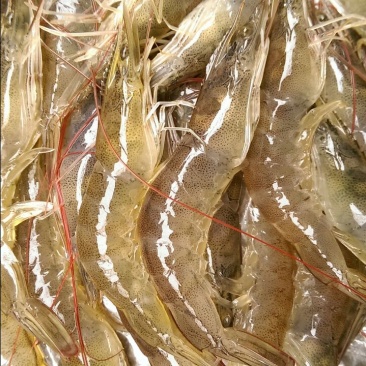 基围虾食用活虾