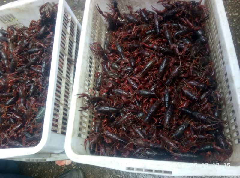 小龙虾稻田套养10-12钱（50-60克）食用活虾