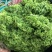 花叶生菜4两~5两
