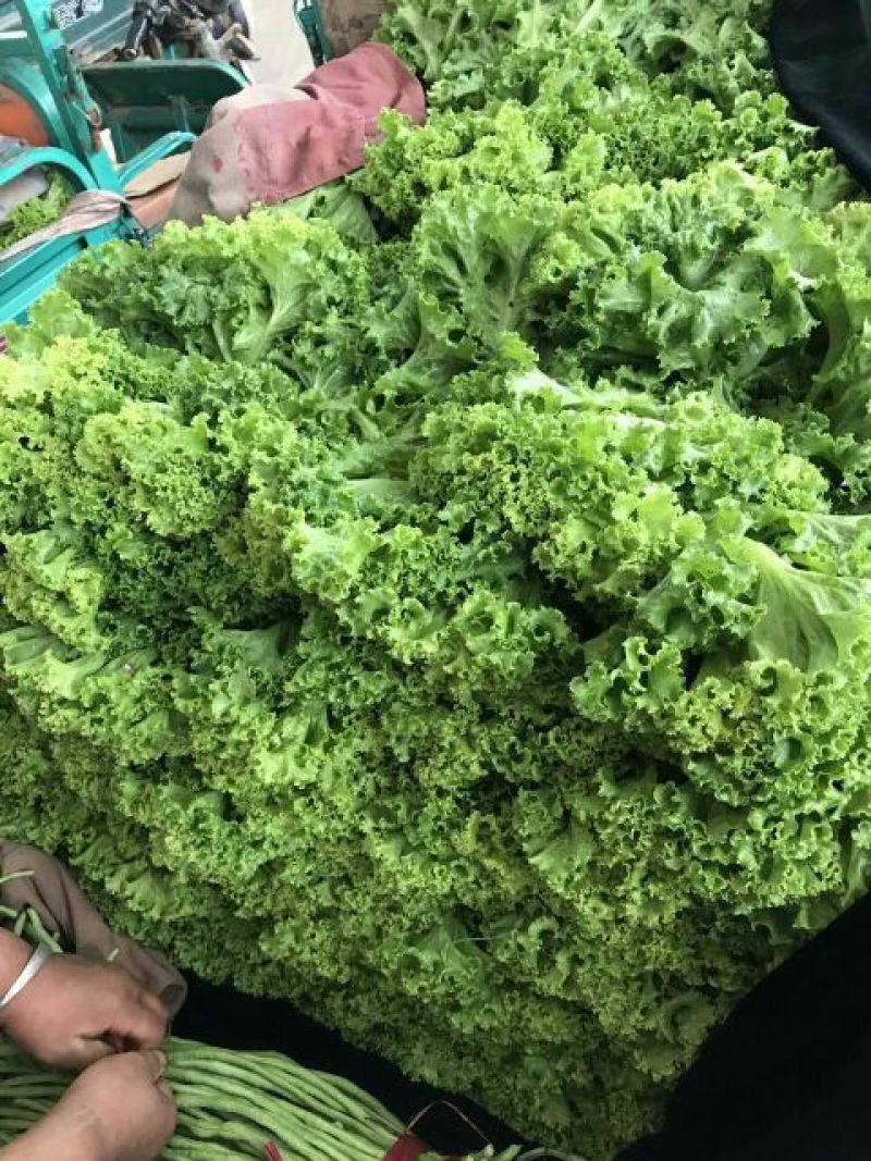 花叶生菜4两~5两