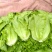 花叶生菜4两~5两