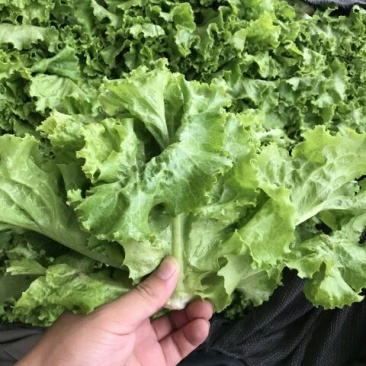 花叶生菜4两~5两