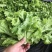 花叶生菜4两~5两