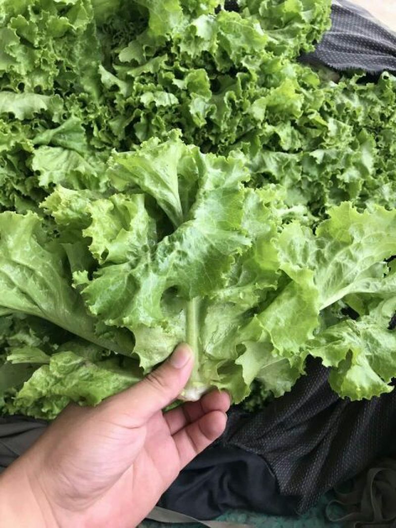 花叶生菜4两~5两