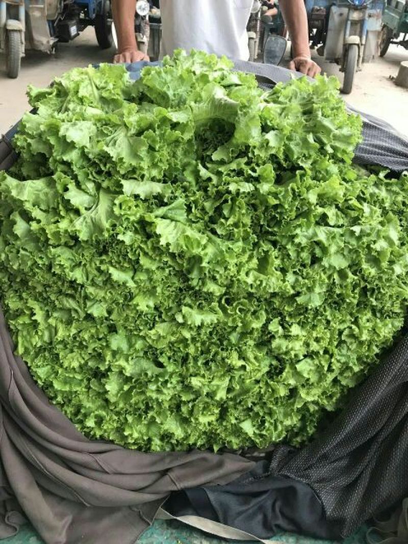 花叶生菜4两~5两
