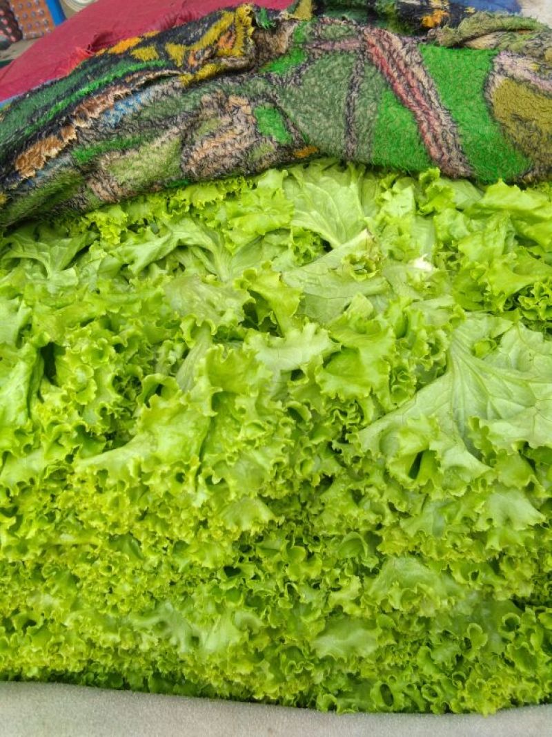 花叶生菜4两~5两