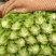 花叶生菜4两~5两