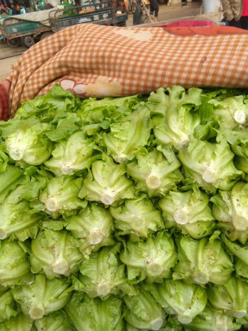 花叶生菜4两~5两