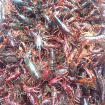 小龙虾稻田套养7-9钱（35-45克）食用活虾