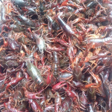 小龙虾稻田套养7-9钱（35-45克）食用活虾