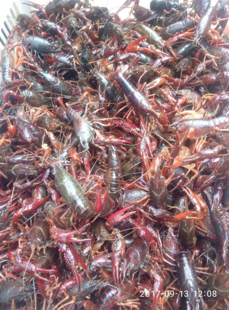 小龙虾稻田套养7-9钱（35-45克）食用活虾