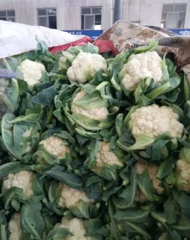 精品菜花，精品菜花，产地发货，质量保证，