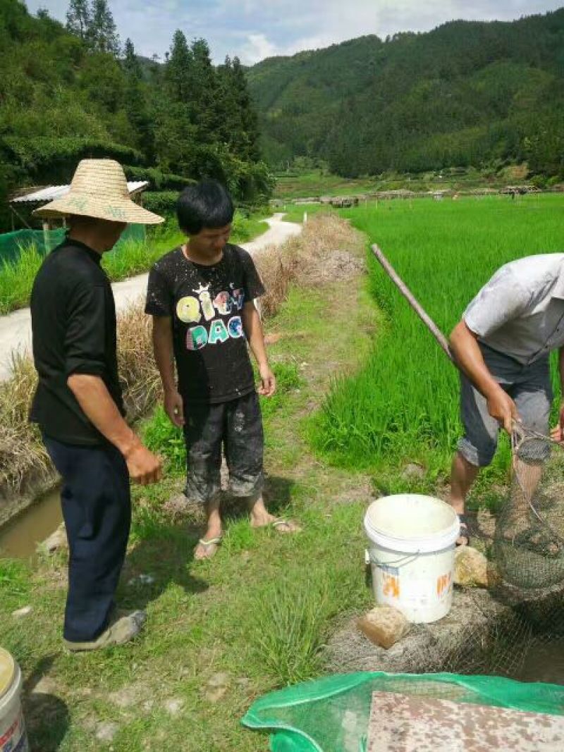 河鲤鱼高山稻田鱼