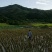 河鲤鱼高山稻田鱼
