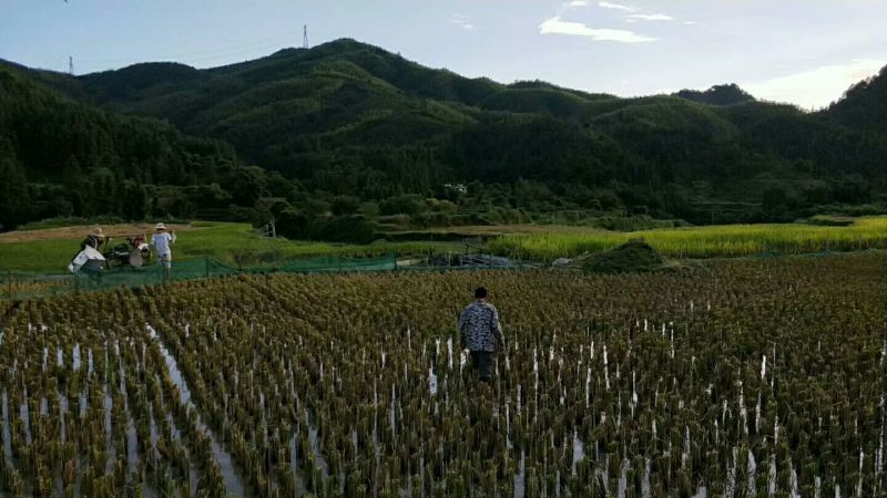 河鲤鱼高山稻田鱼