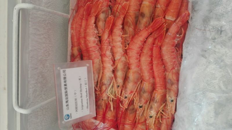 阿根廷红虾L1
