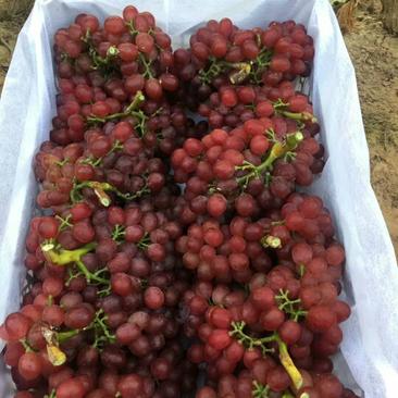 红宝石葡萄1.5~2斤5%以下