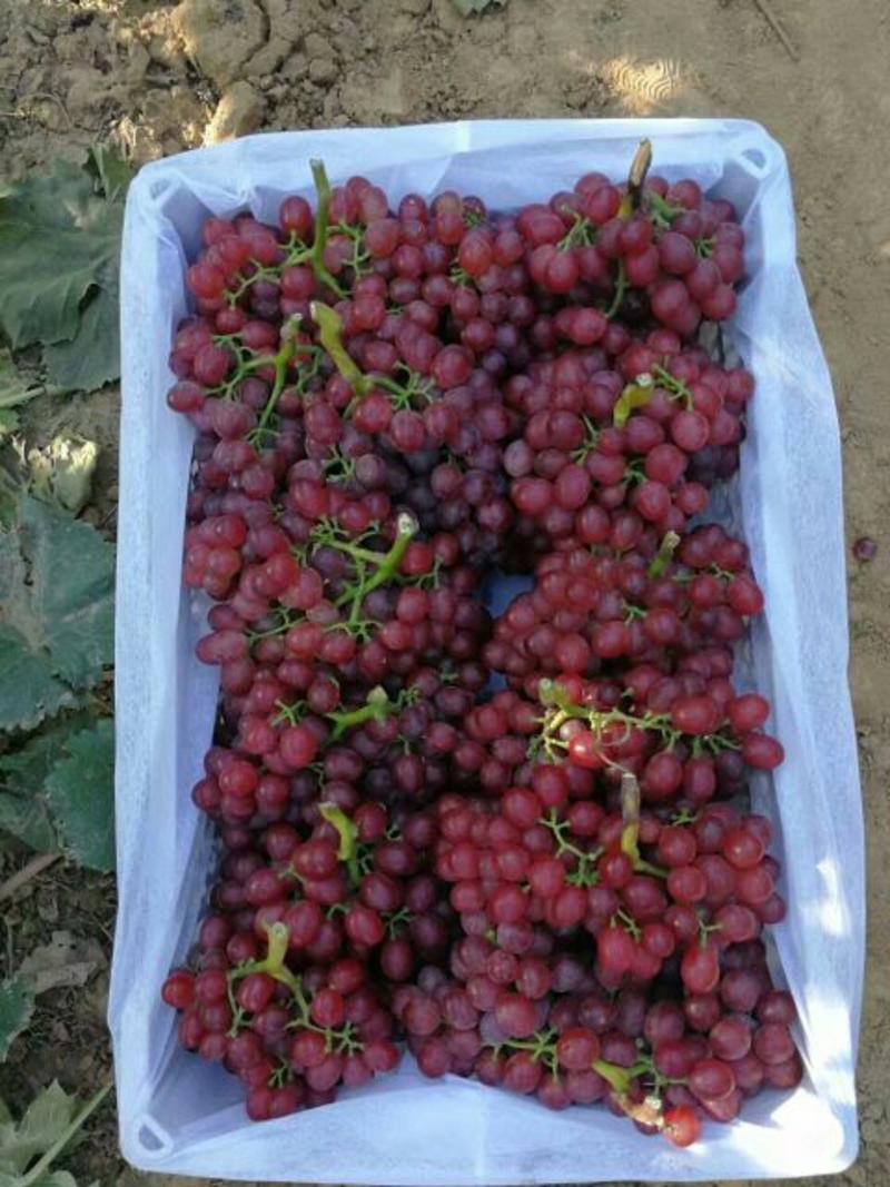 红宝石葡萄1.5~2斤5%以下